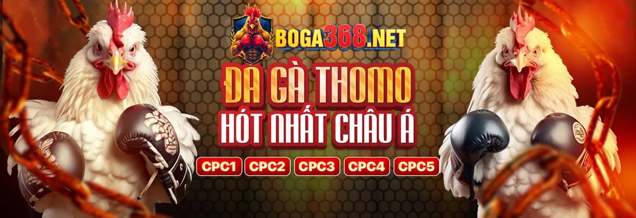 Đá gà Thomo trực tuyến tại ku11net nhà cái